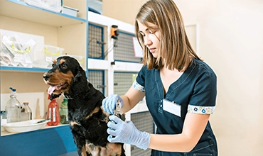 Evcil Hayvanlarınız için Sağlıklı Beslenme İpuçları