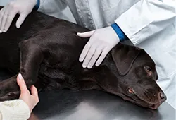 Pet Acil Müdahele Hizmetleri