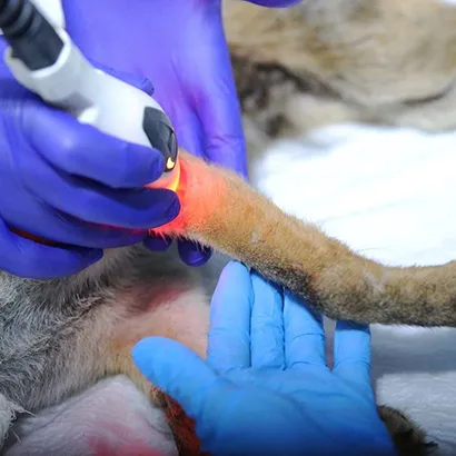 Cerrahi Operasyon ve Müdahele