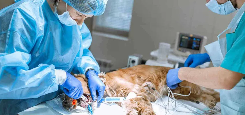 Cerrahi Operasyon ve Müdahele