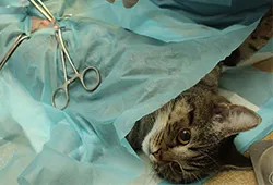 Cerrahi Operasyon ve Müdahele Hizmetleri