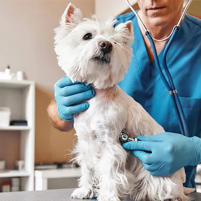 Genel Muayne Teşhis ve Tedavi