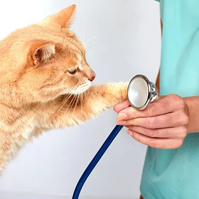 Genel Muayne Teşhis ve Tedavi