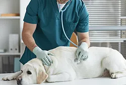 Genel Muayne, Teşhis ve Tedavi