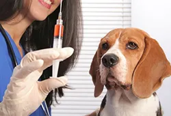 Genel Muayne Teşhis ve Tedavi