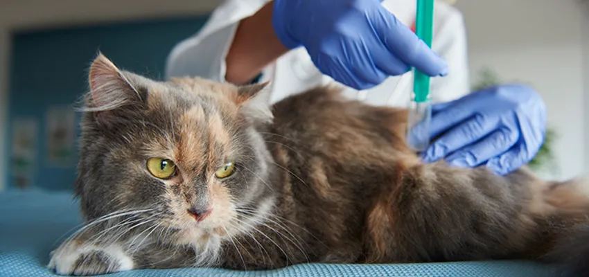 Koruyucu Hekimlik ve Aşılama