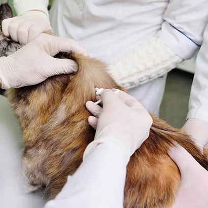 Mikroçip Uygulaması