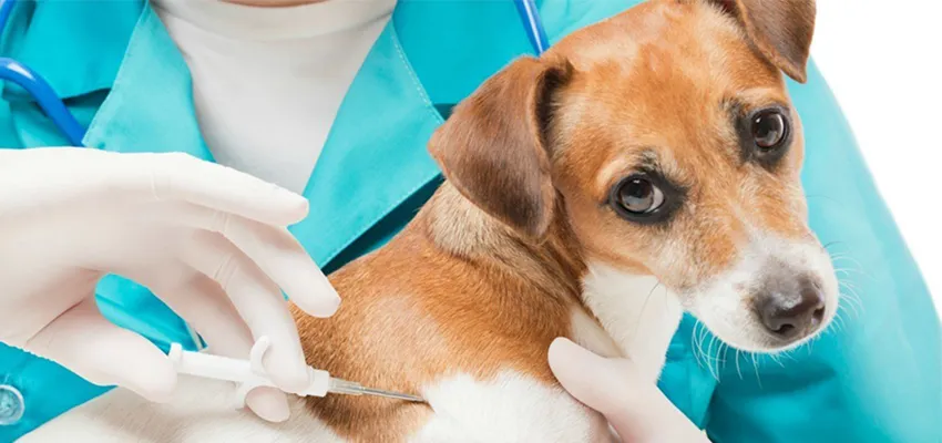 Mikroçip Uygulaması